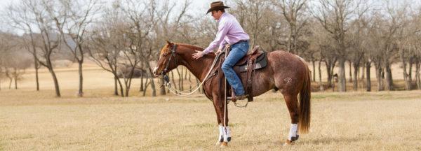 Sweeten-a-Barn-Sour-Horse