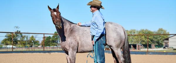 A-Tip-for-Haltering-Your-Horse