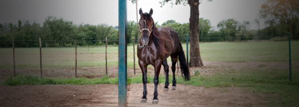 Put-an-End-to-Pawing