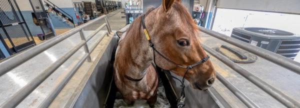 cold-water-spa-for-horses