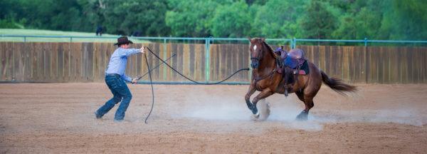 QA_hard-to-handle-mustang