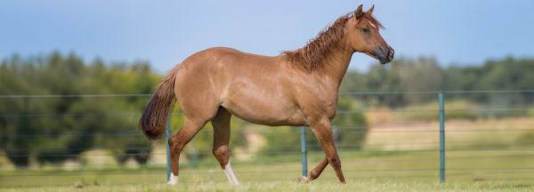 the-reactive-vs-thinking-state-of-mind